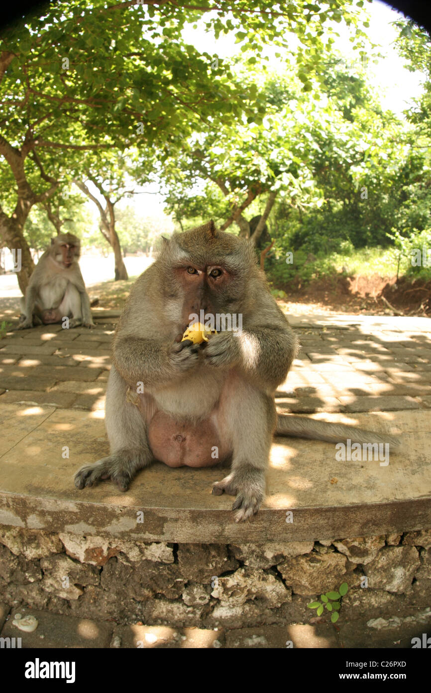 Fat, long-tailed macaque monkey eating bananas. Stock Photo