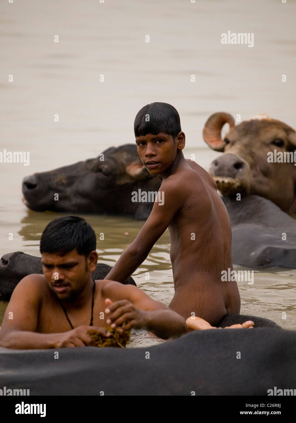 boys naked at the water Naked boy sitting on the back of a water buffalo in the holy ganges in Varanasi, India Stock Photo - Alamy