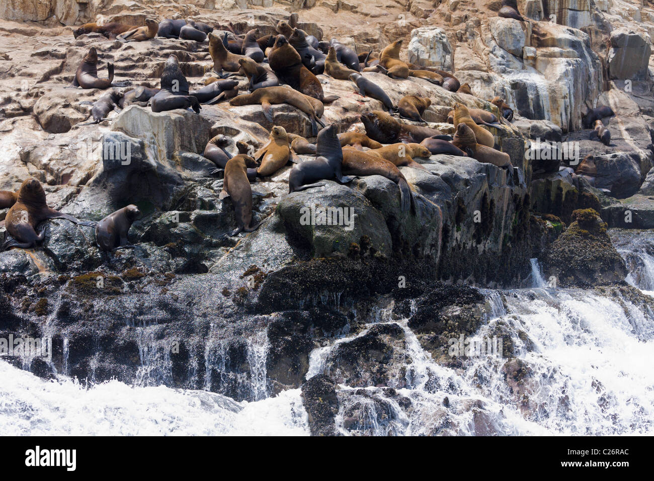 Sea Lion Colony, Palomino Islands, Callao, Lima, Peru Stock Photo