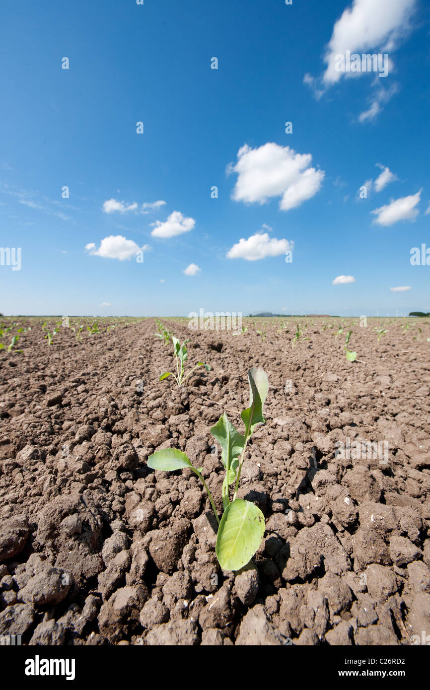 Young cauliflower plants in agriculture landscape at spring Stock Photo