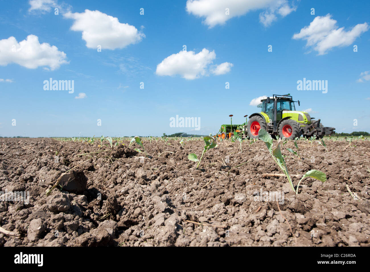 Young cauliflower plants hires stock photography and images Alamy