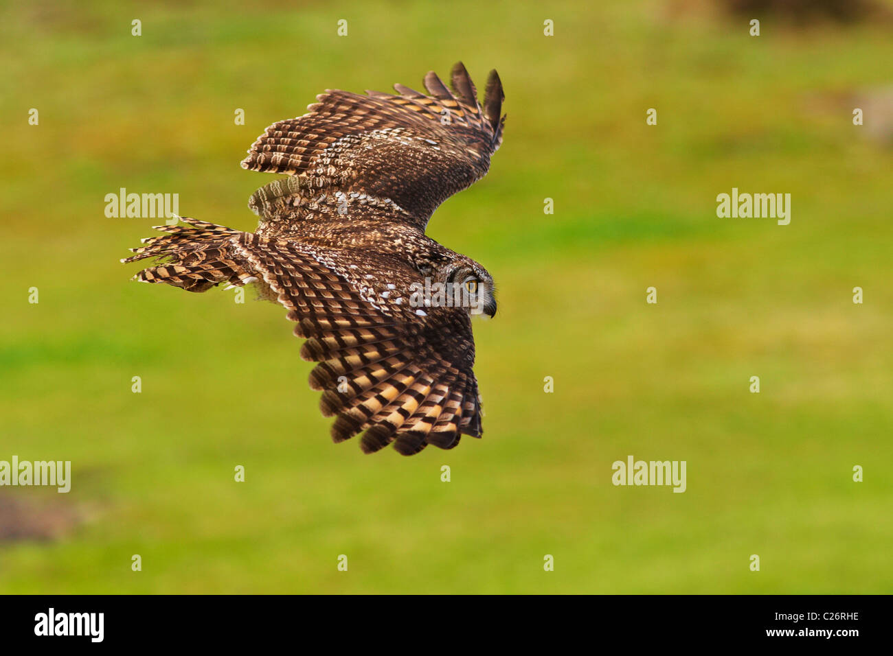African Eagle Owl flying over a green field Stock Photo