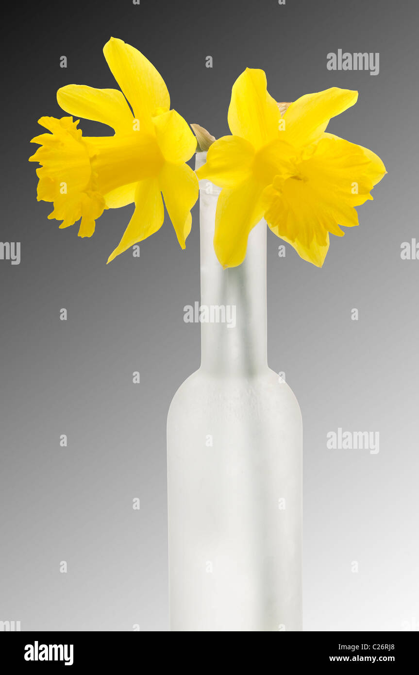 two daffodils flower in tall vase Stock Photo Alamy
