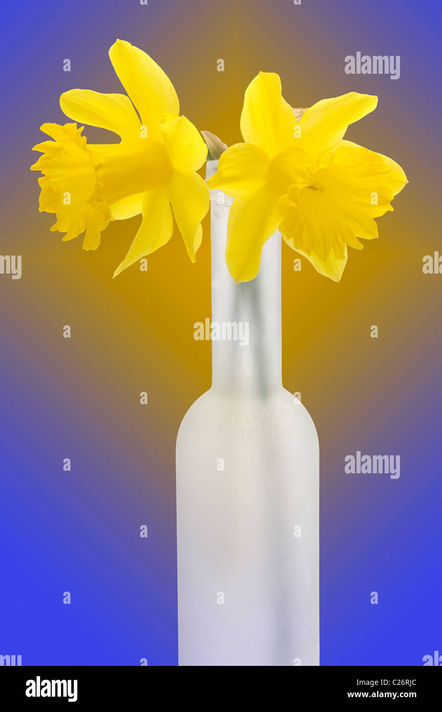 two daffodils flower in tall vase Stock Photo