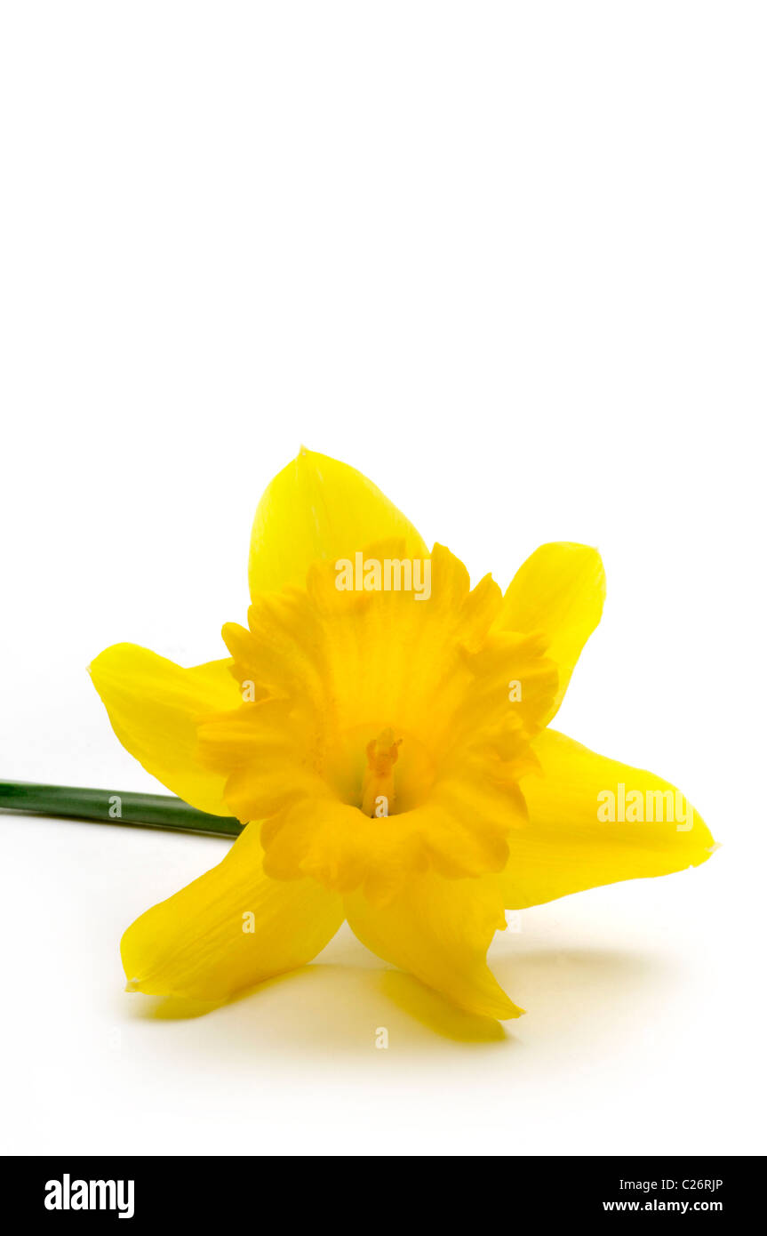 one daffodil on white background laying sideways Stock Photo