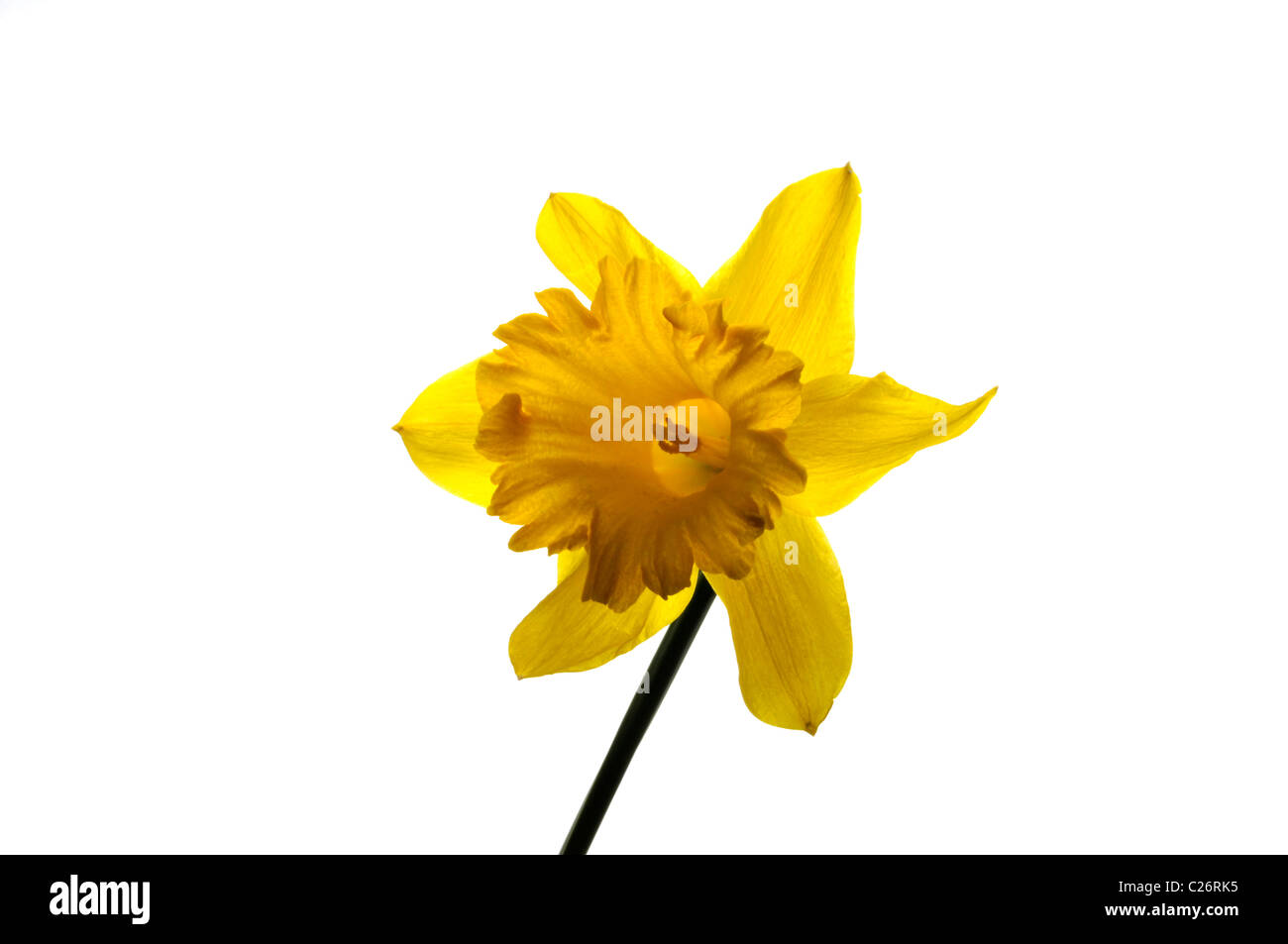 yellow daffodil close up Stock Photo