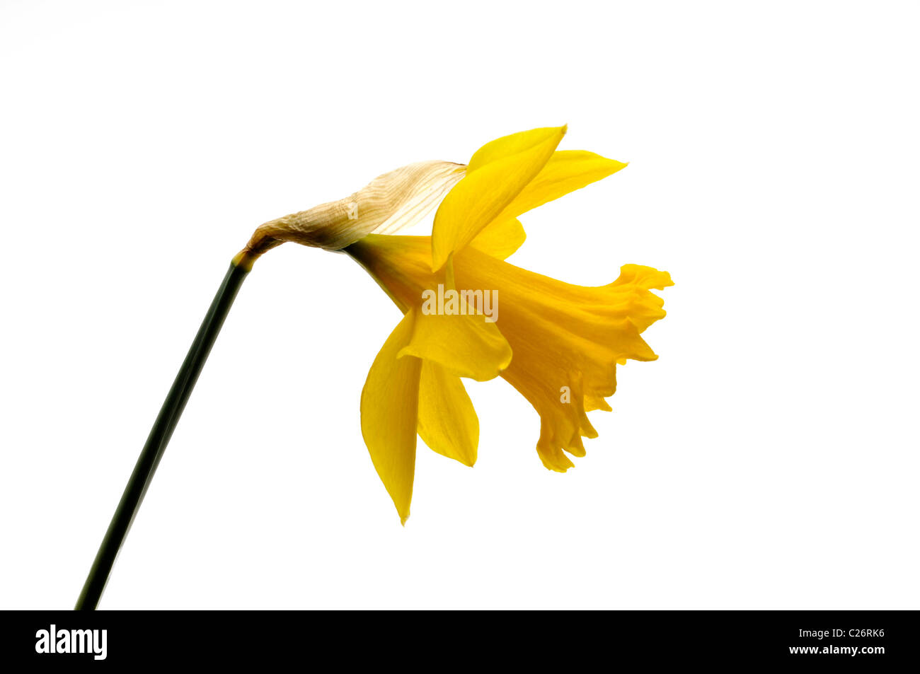 yellow daffodil close up side view Stock Photo