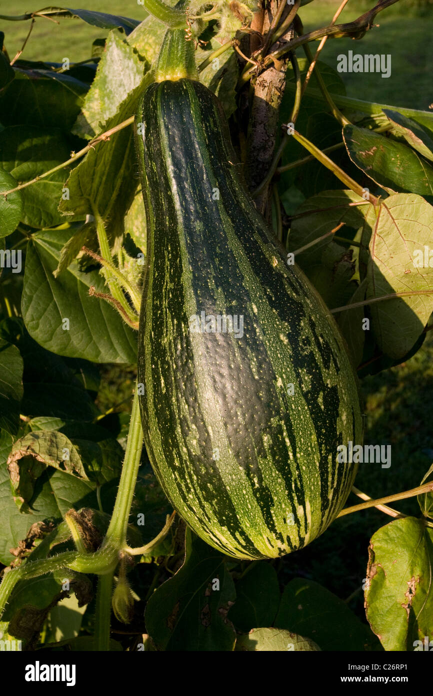 Squash plants growing Stock Photo Alamy