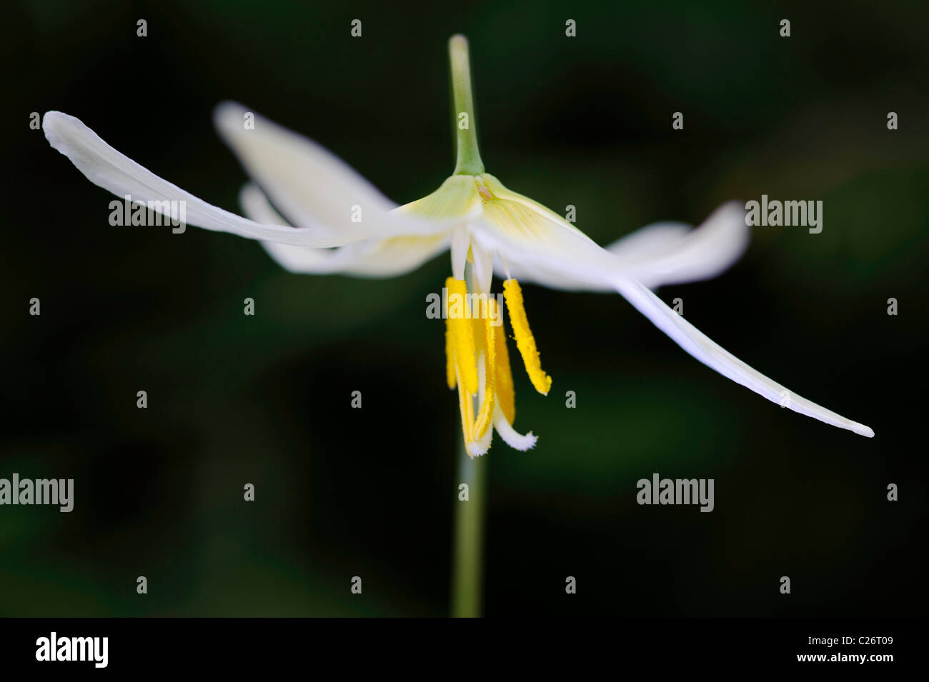 A wild white fawn lily in spring time in Salem, Oregon. Lighting was done with a flashlight and light painting. Stock Photo