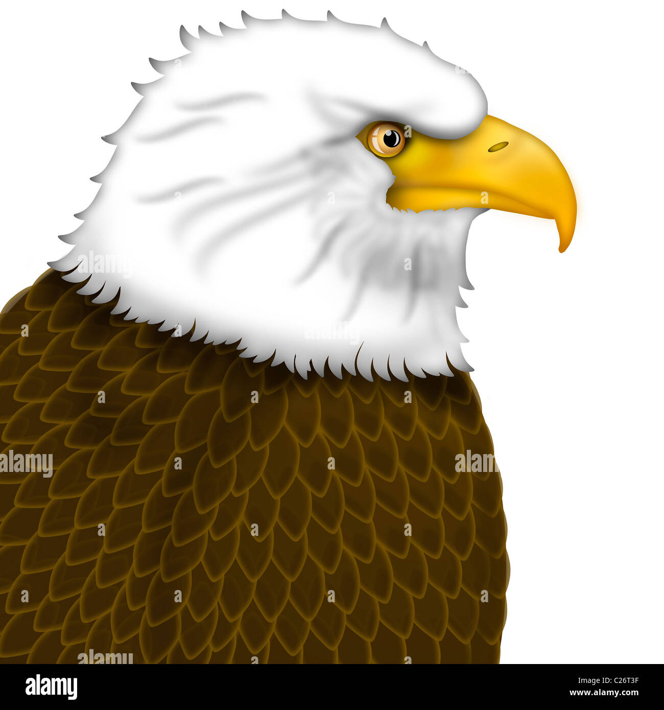American Bald Eagle Portrait Isolated on White Background Illustration Stock Photo