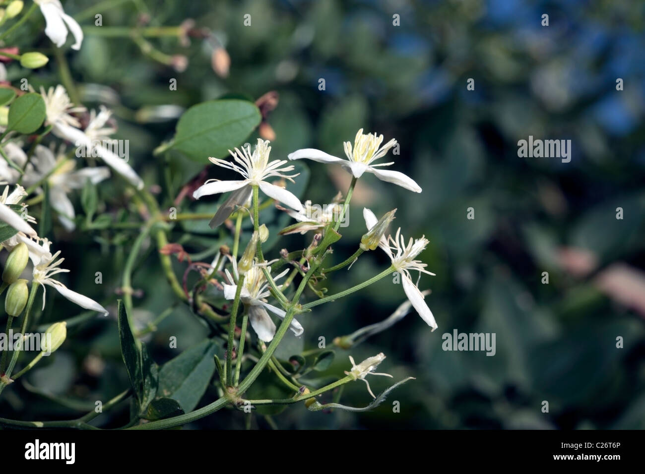 Close-up of Traveller's Joy/ Old Man's Beard/ Goatsbeard flowers- Clematis aistata- Family Ranunculaceae Stock Photo