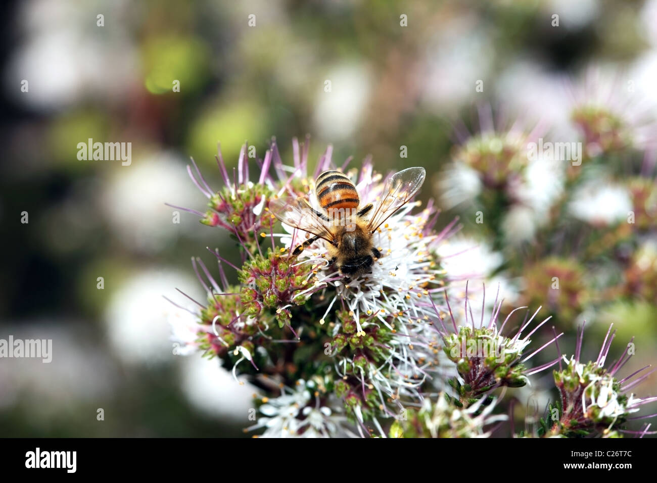 Close-up of Honey Bee - Apis mellifera- collecting pollen from Buchu flowers- Agathosma ciliaris- Family Rutaceae Stock Photo