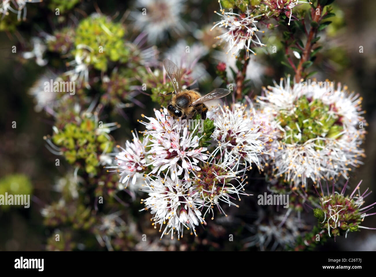 Close-up of Honey Bee - Apis mellifera- collecting pollen from Buchu flowers- Agathosma ciliaris- Family Rutaceae Stock Photo