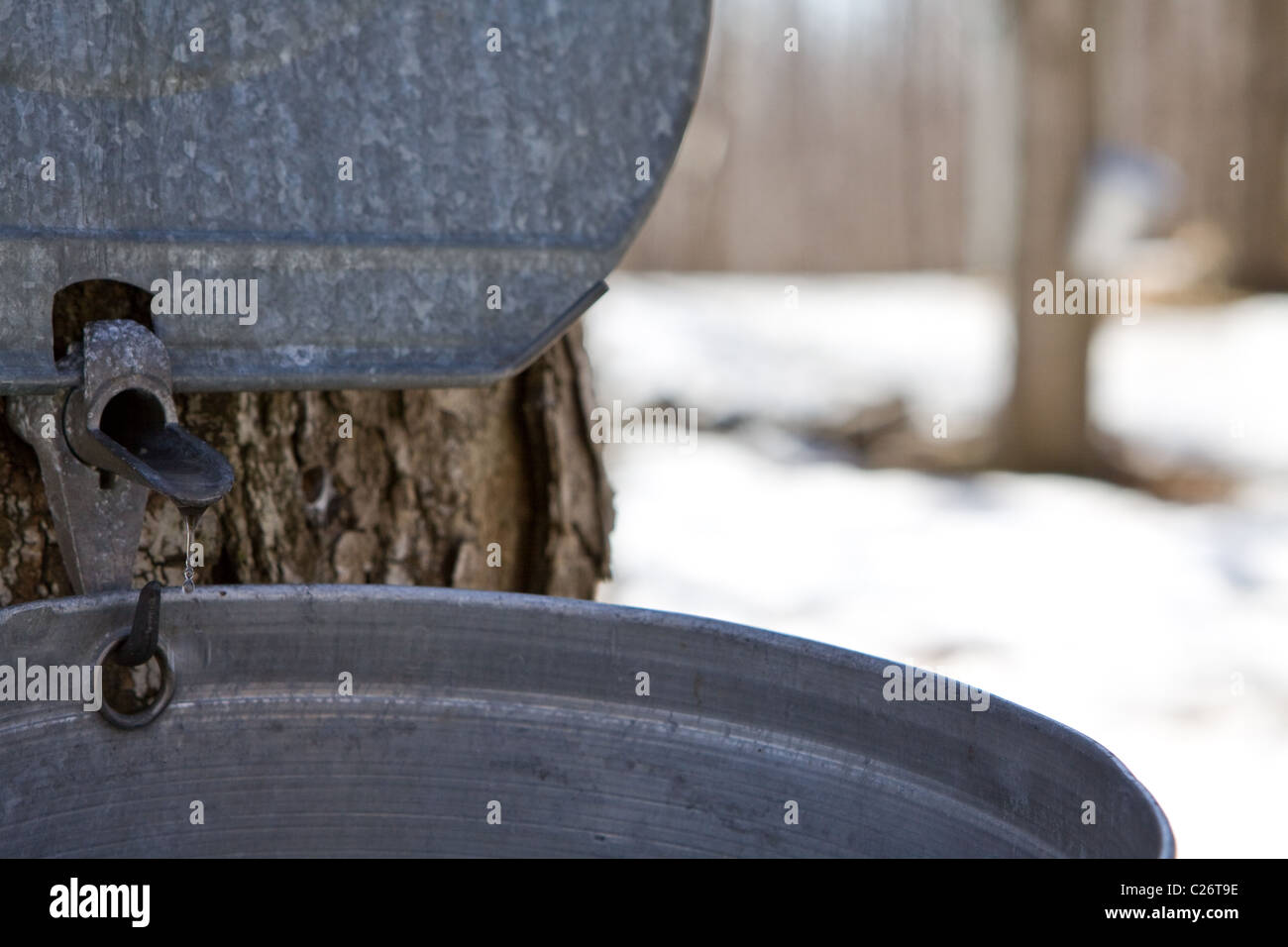 Buckets collecting sap from maple trees for production of maple syrup ...
