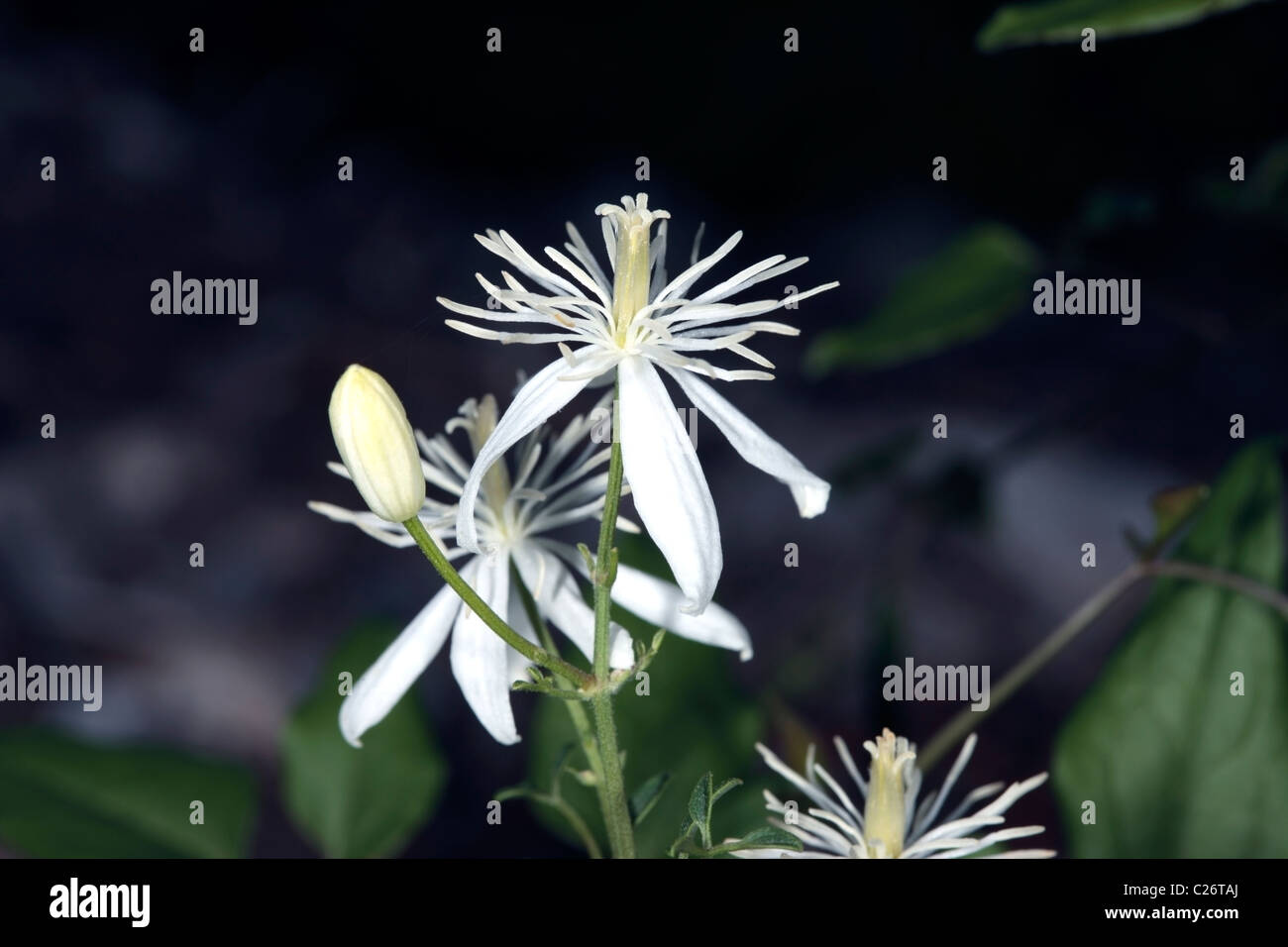 Close-up of Traveller's Joy/ Old Man's Beard/ Goatsbeard flowers- Clematis aistata- Family Ranunculaceae Stock Photo