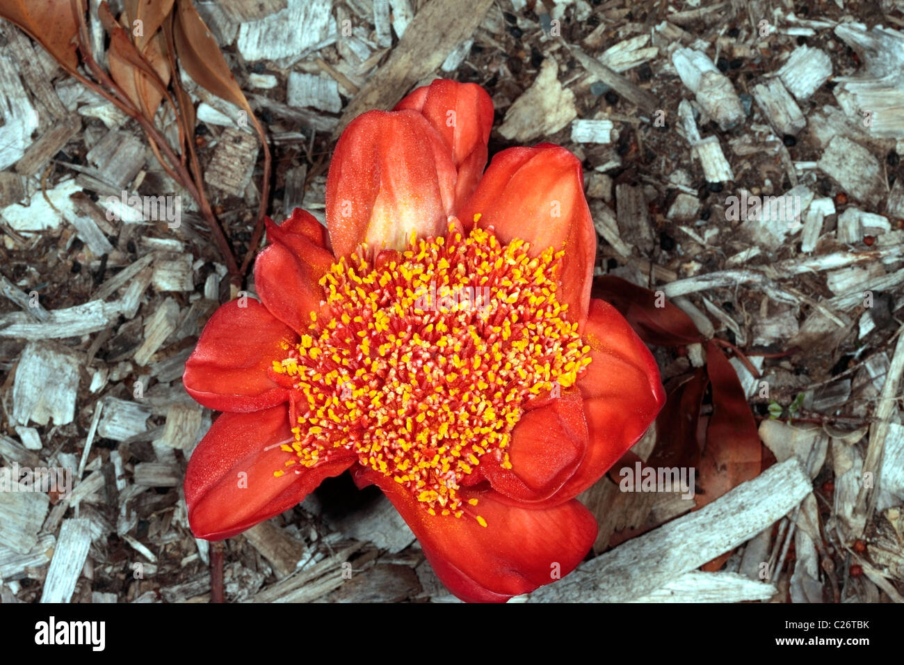 April Fool/March Flower/Blood Flower/Paintbrush Lily/ Powderpuff Lily/Pincushion- Haemanthus coccineus- Family Amyrillidaceae Stock Photo