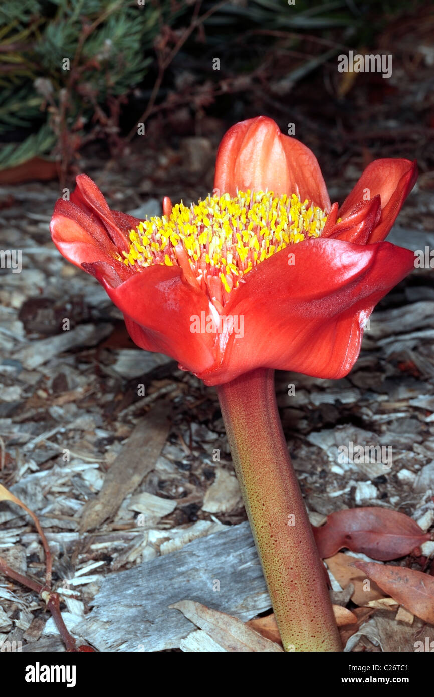 April Fool/March Flower/Blood Flower/Paintbrush Lily/ Powderpuff Lily/Pincushion- Haemanthus coccineus- Family Amyrillidaceae Stock Photo