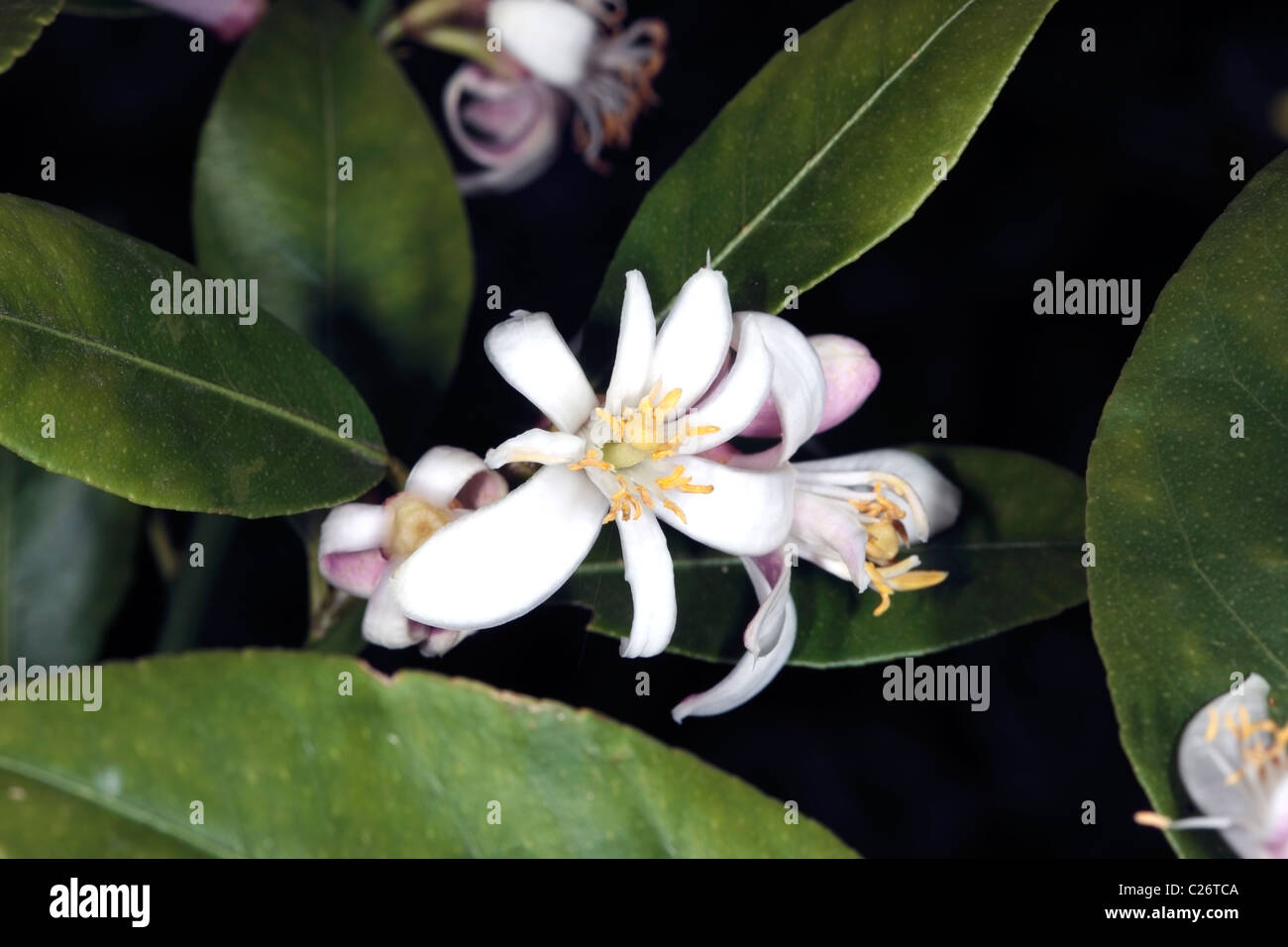 Close-up Lemon Tree flower- Citrus limon- Family Rutaceae Stock Photo