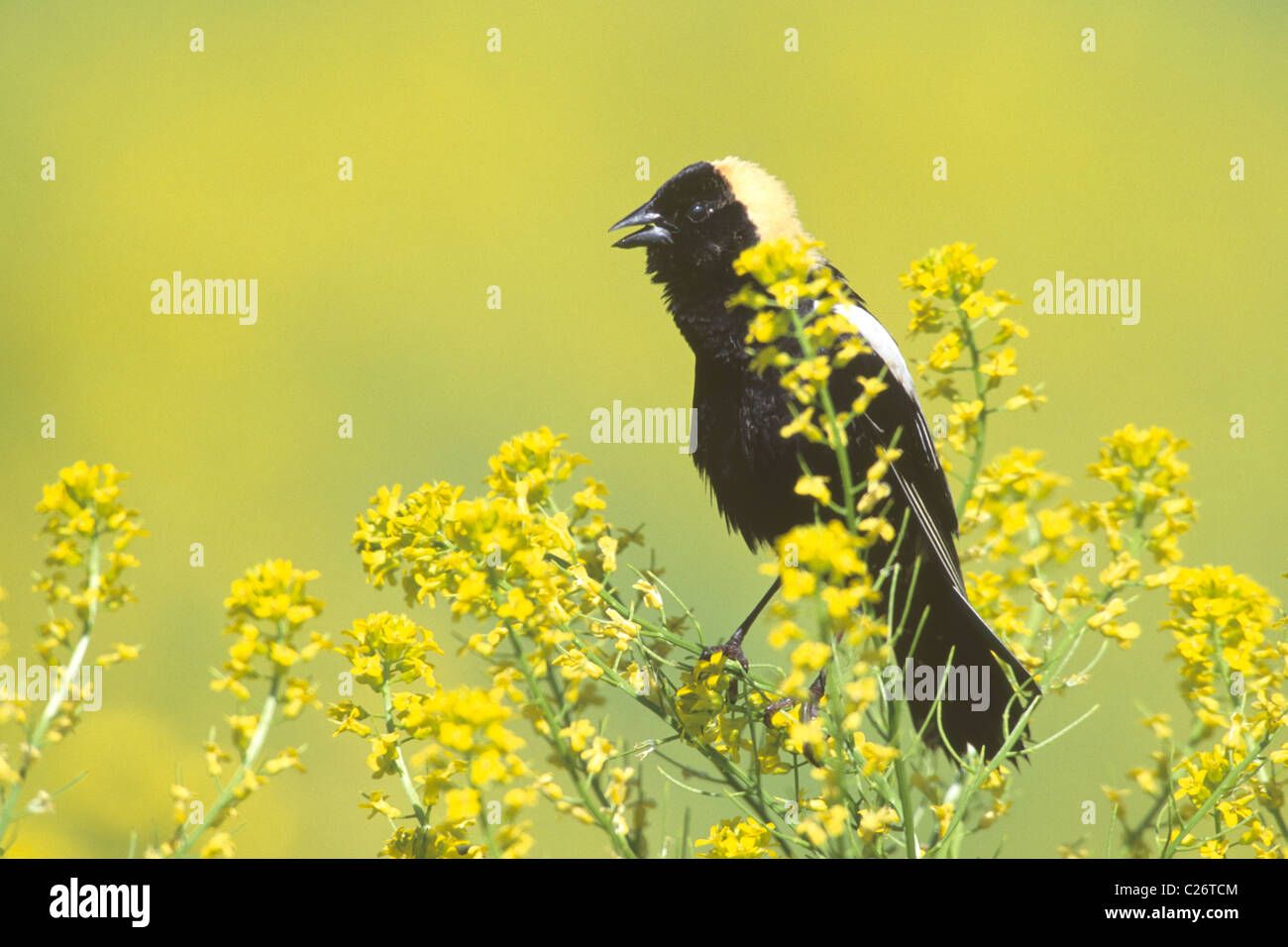 Bobolink perched in Mustard Flowers Stock Photo
