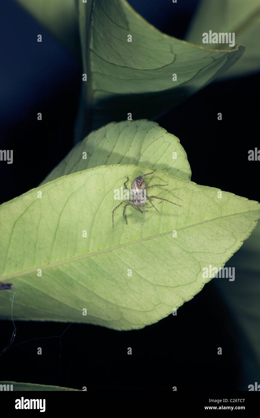 Australian Lynx Spider female Oxyopes elegans Family Oxyopidae Stock