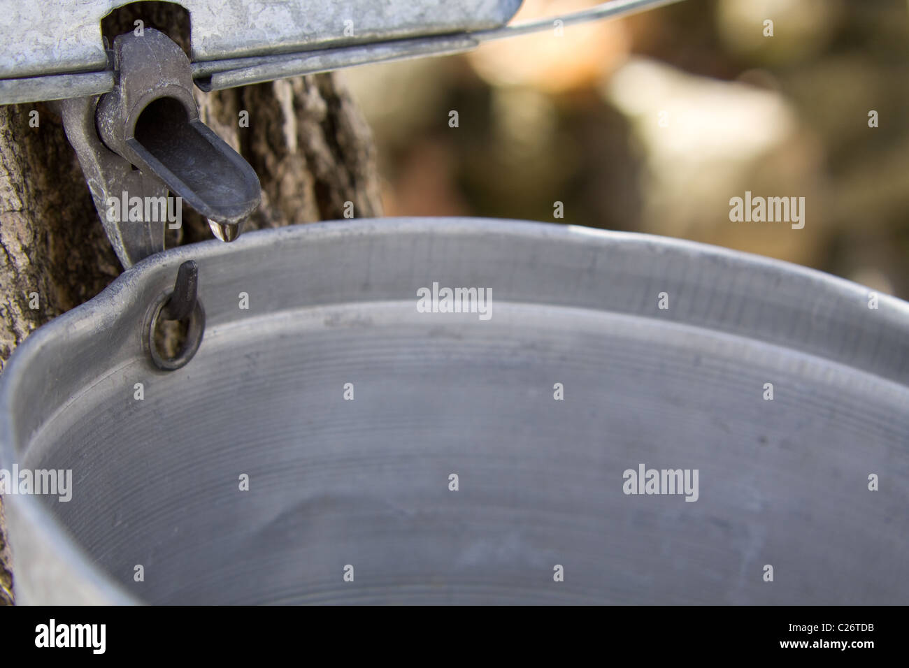 Buckets collecting sap from maple trees for production of maple syrup ...