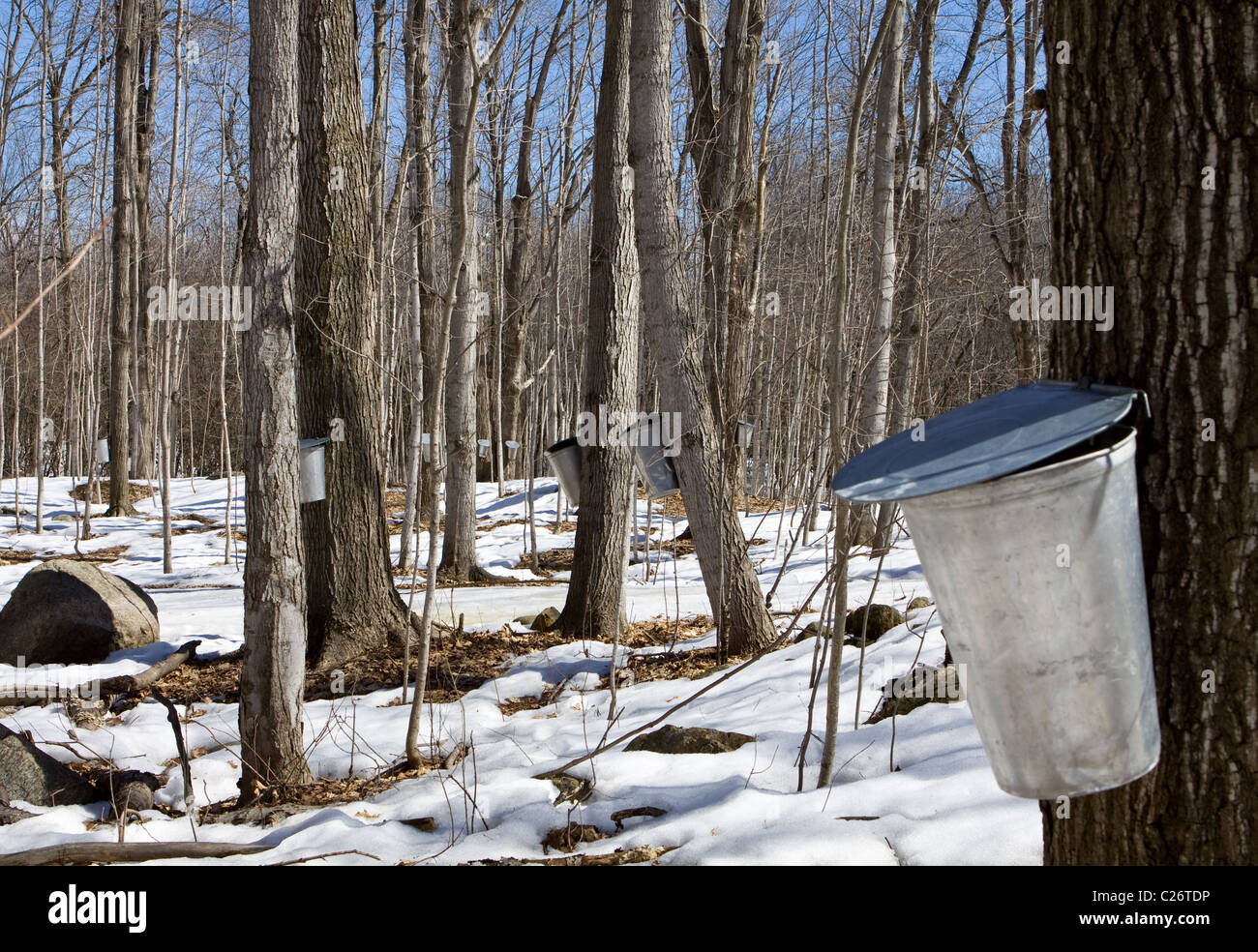 Buckets collecting sap from maple trees for production of maple syrup ...