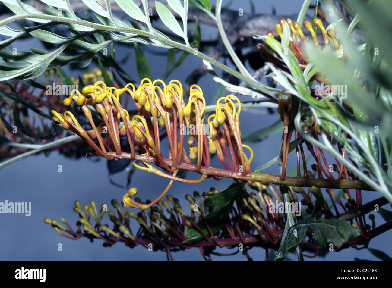 Closeup of Silky Oak/Southern Silky Oak/Australian Silver Oak flower