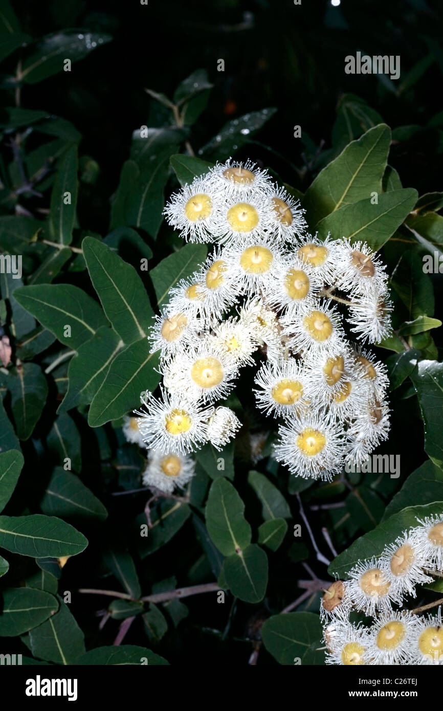 Lemonscented Gum/Bluespotted Gum X Yellow Bloodwood Eucalyptus