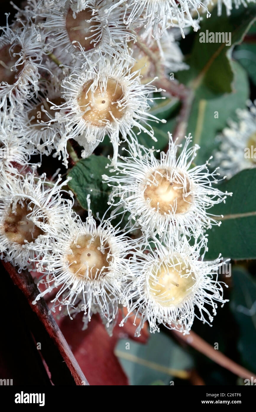 Lemonscented Gum/Bluespotted Gum X Yellow Bloodwood Eucalyptus