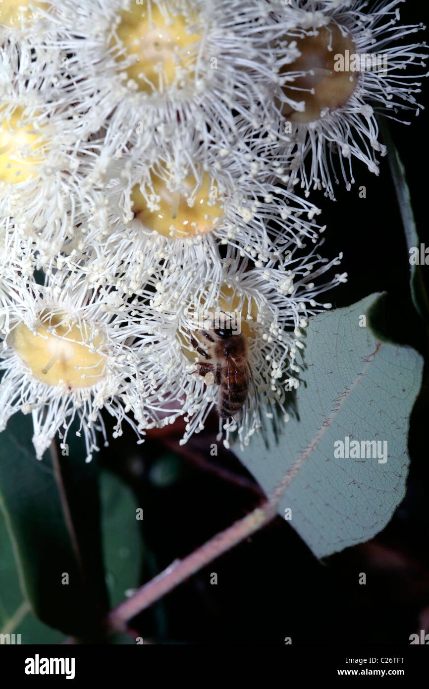 Lemonscented Gum/Bluespotted Gum X Yellow Bloodwood Eucalyptus