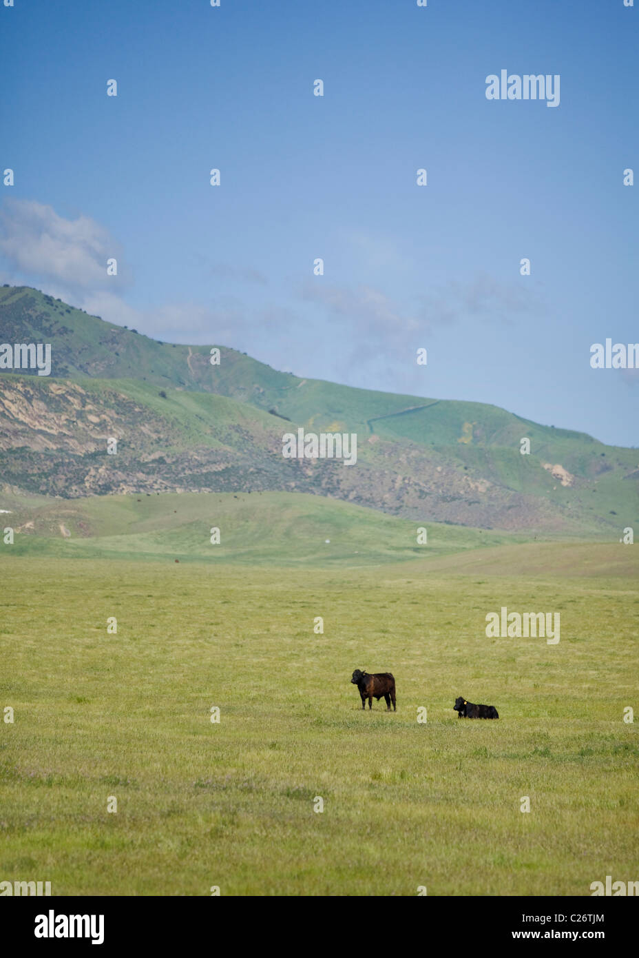 Cattle grazing in field -  California USA Stock Photo