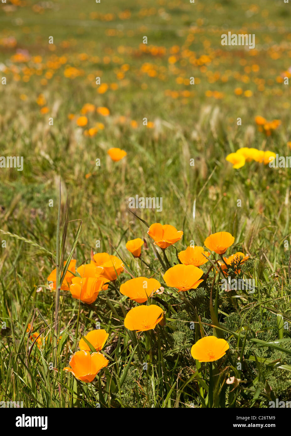 A field of California Poppies - Point Buchon State Marine Reserve and Marine Conservation Area - California USA Stock Photo