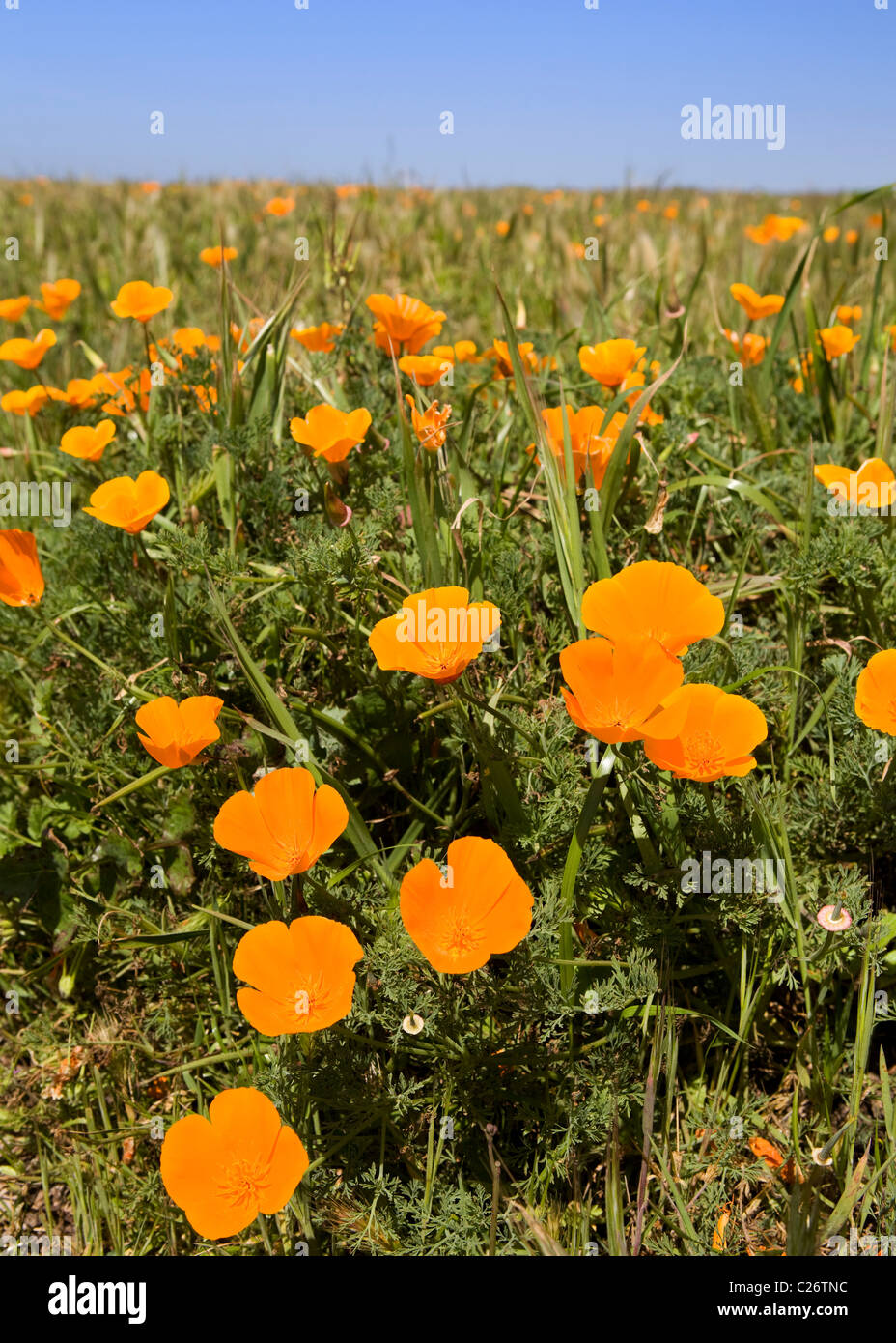 A field of California Poppies - Point Buchon State Marine Reserve and Marine Conservation Area - California USA Stock Photo