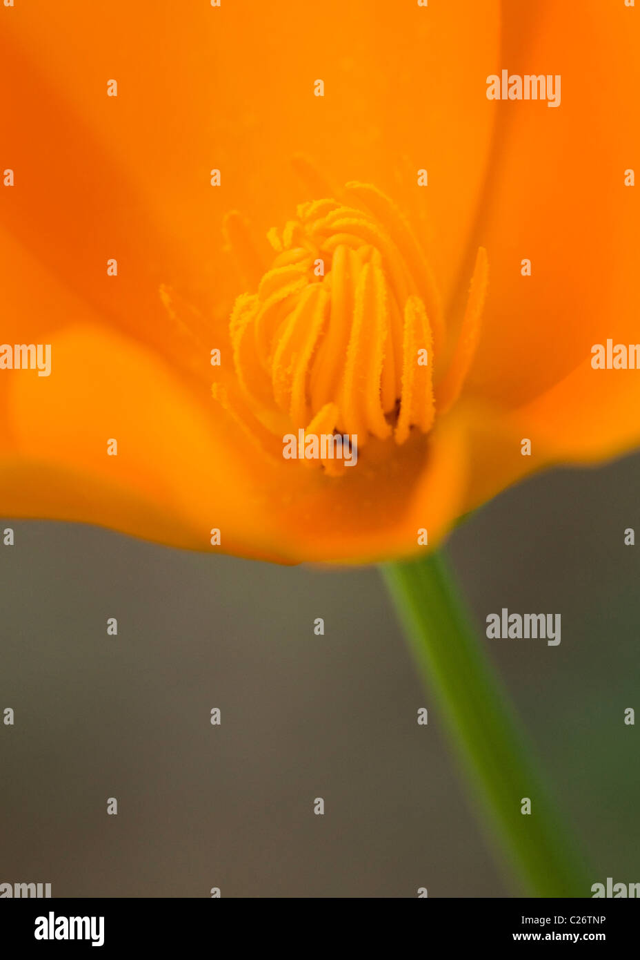 A field of California Poppies - Point Buchon State Marine Reserve and Marine Conservation Area - California USA Stock Photo