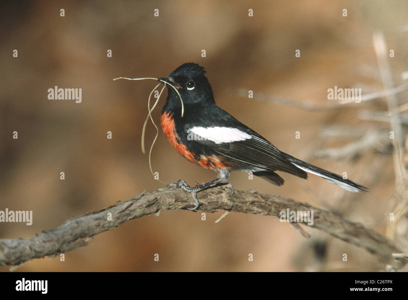Painted Redstart perching with Nest Material Stock Photo