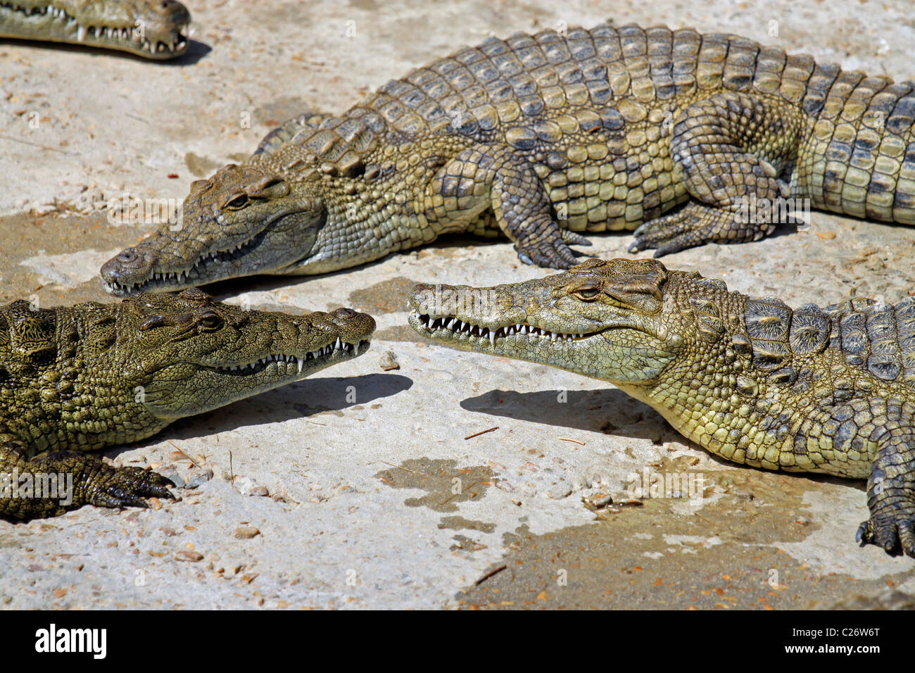 Nile crocodiles  at Le Bonheur Crocodile Farm near Stellenbosch, South Africa. ( Crocodylus niloticus) Stock Photo