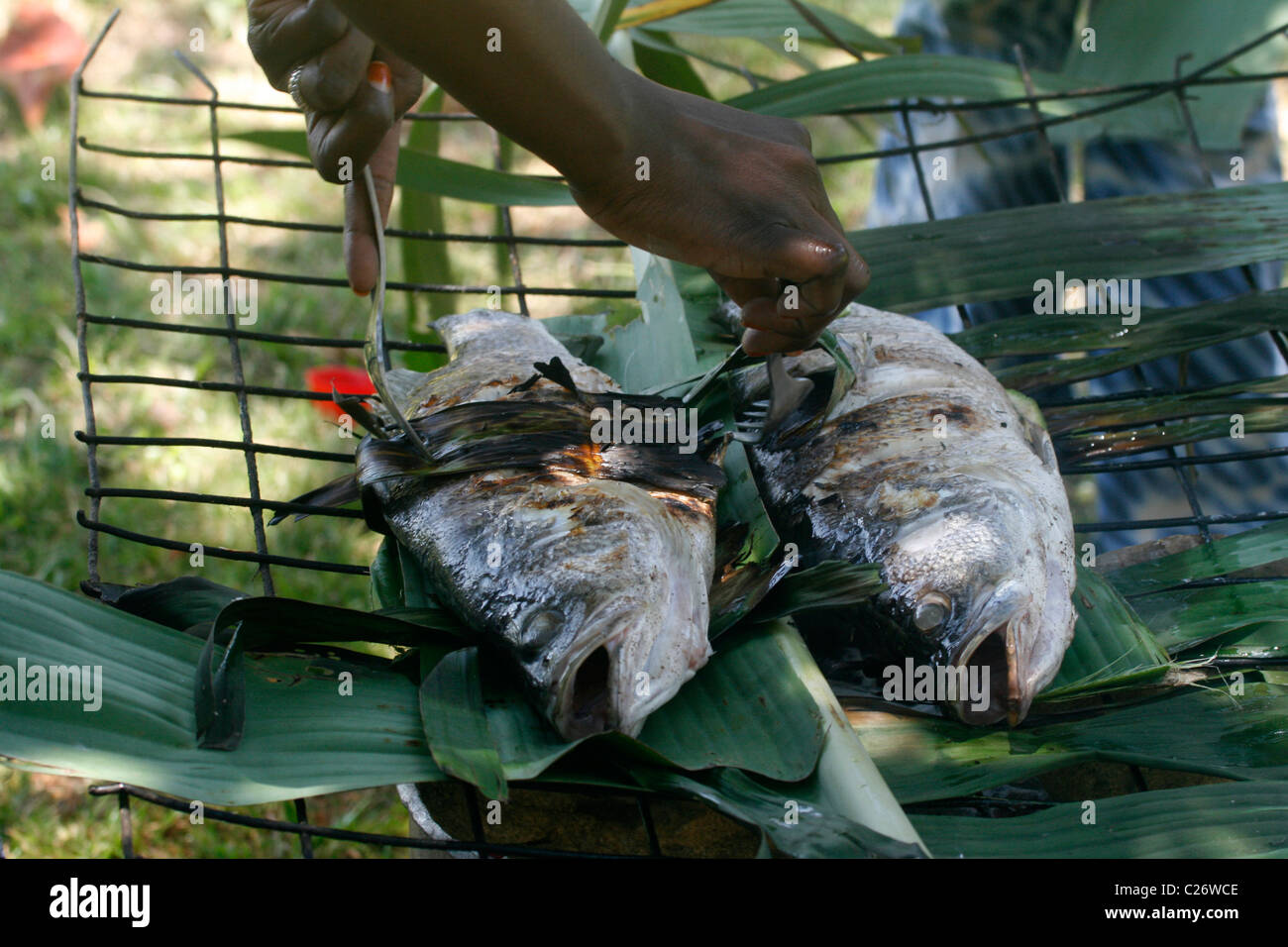 Tilapia fish being grilled on a charcoal grill over banana leaves Stock