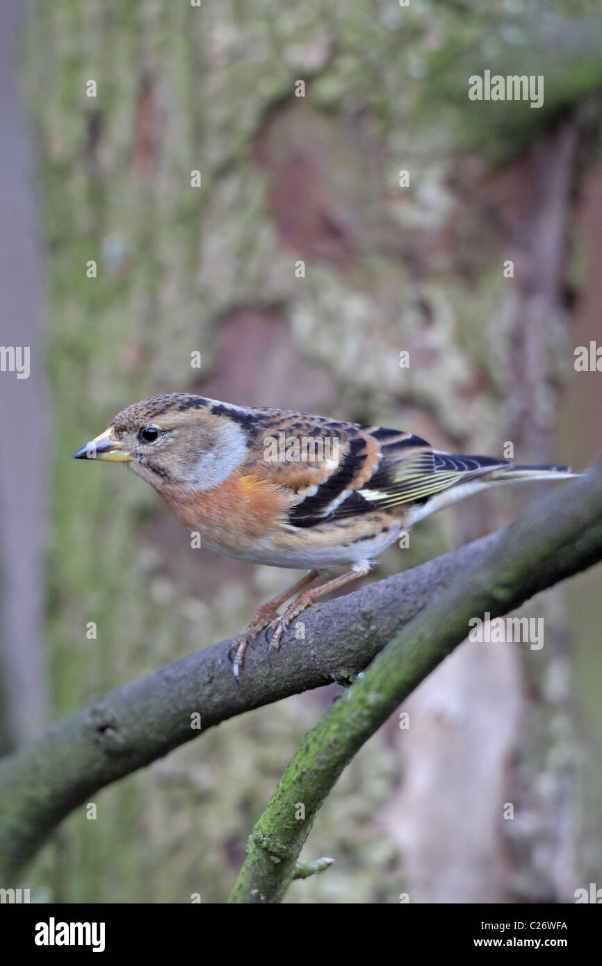 Brambling (Fringilla montifringilla Stock Photo - Alamy