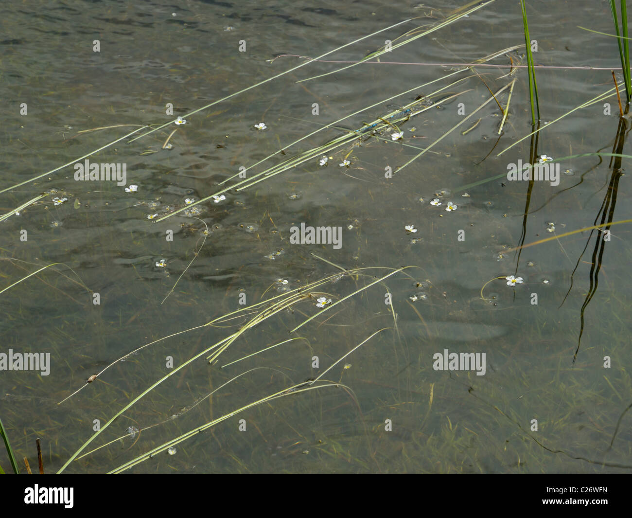 Floating Waterplantain, luronium natans Stock Photo Alamy