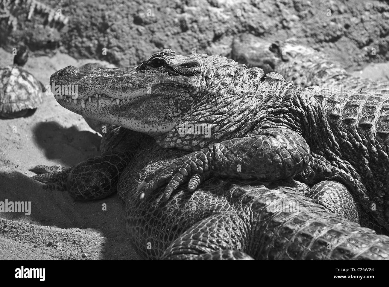 Two Alligators at rest in black and white Stock Photo