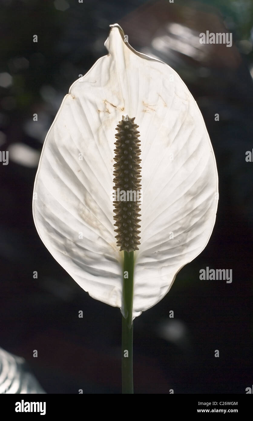 Single White Anthurium in a Tropical Forest Stock Photo