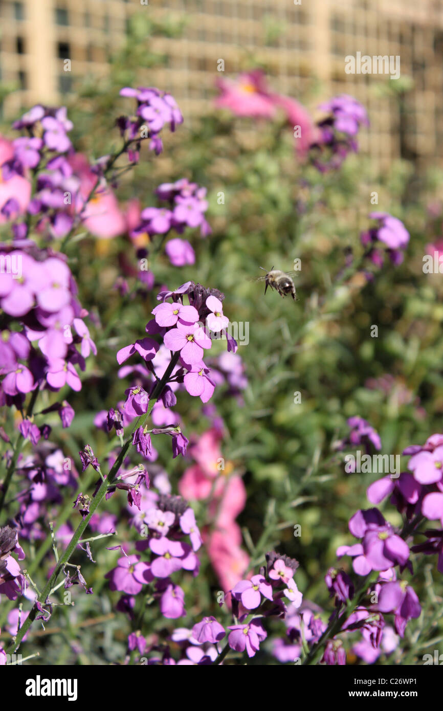 Bee flying towards Erysimum Bowles mauve purple flowers Stock Photo