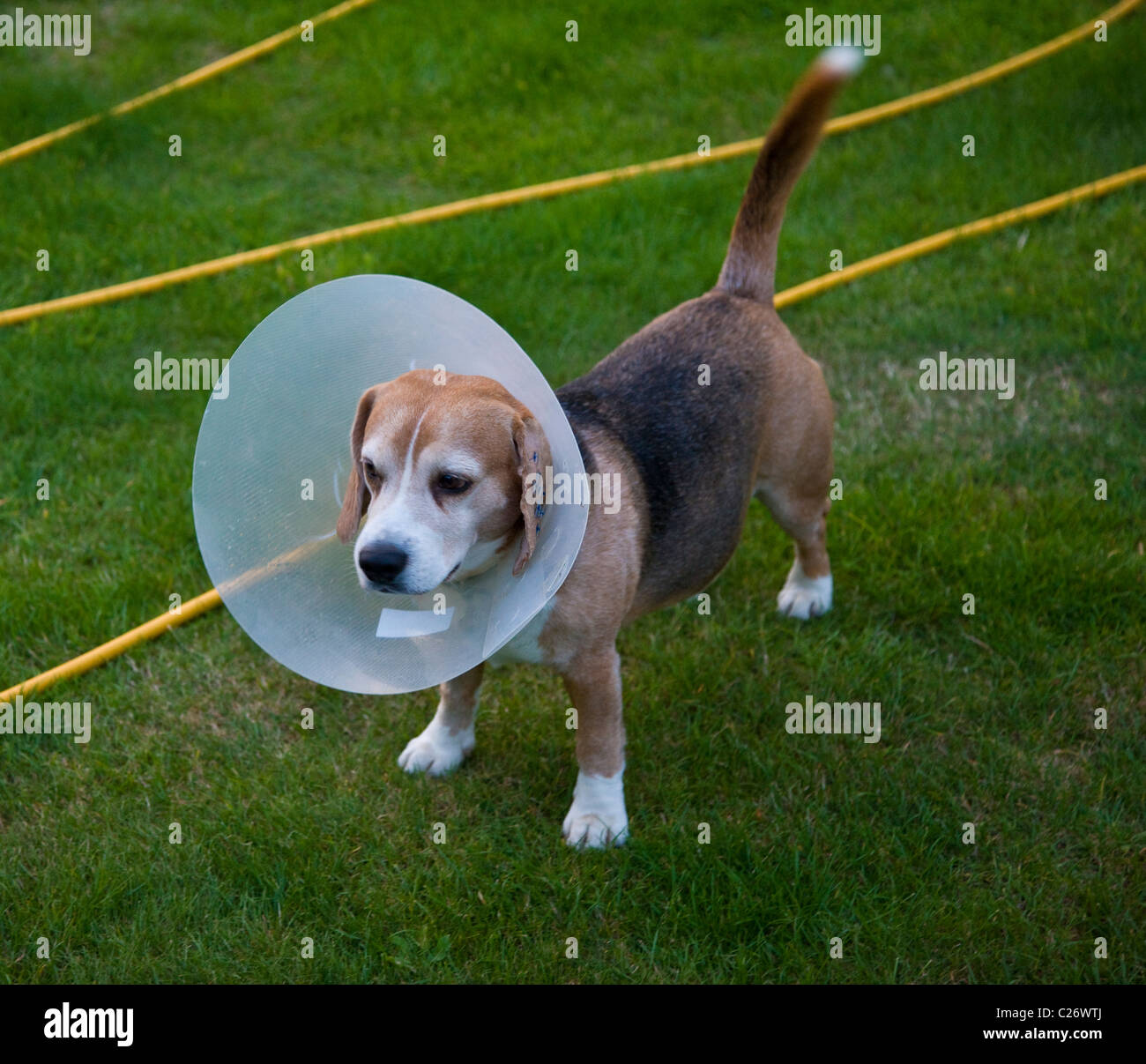 Buster the dog hires stock photography and images Alamy