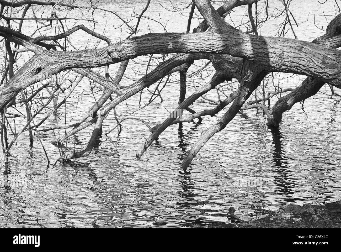 Reflection Black and White Stock Photos & Images Alamy