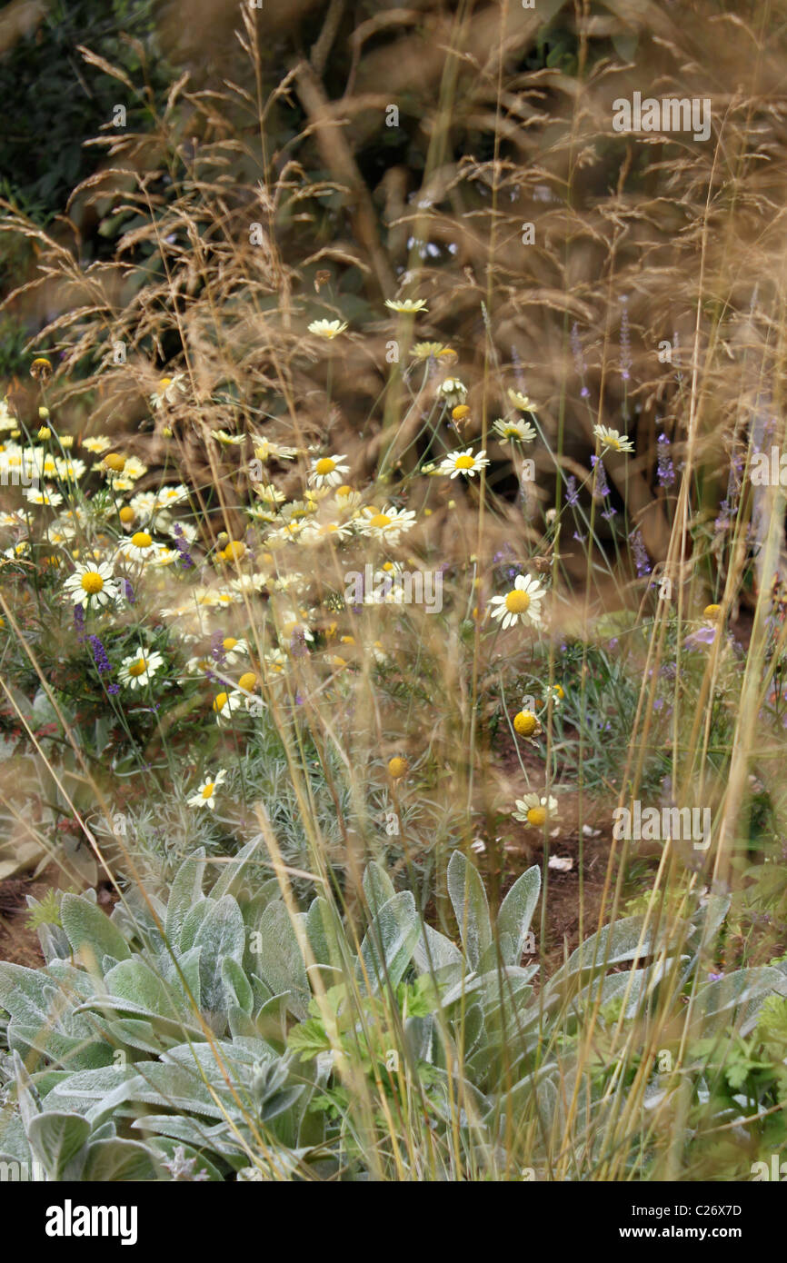 Grasses and wild flowers hi-res stock photography and images - Alamy