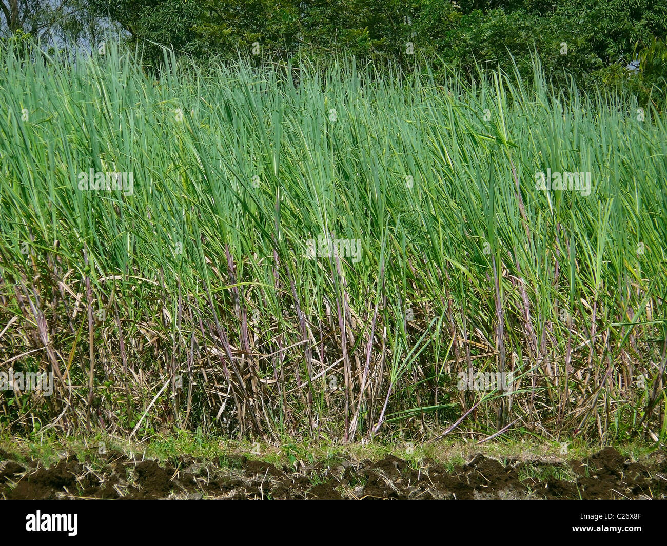 Field of Sugarcane, Saccharum officinarum Stock Photo