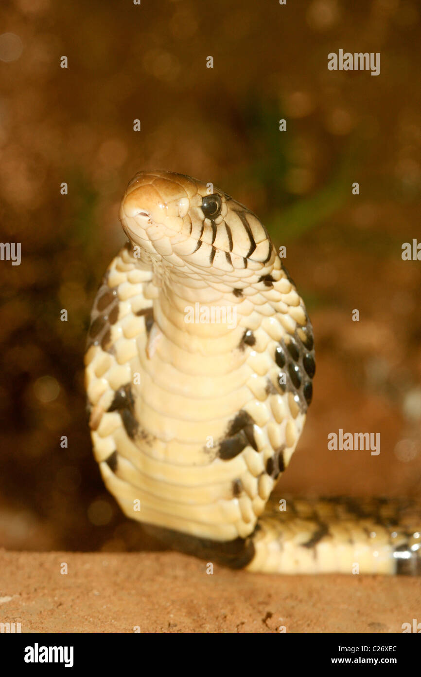 A forest cobra (Naja melanoleuca) in Uganda, with its hood extended and ready to strike Stock Photo