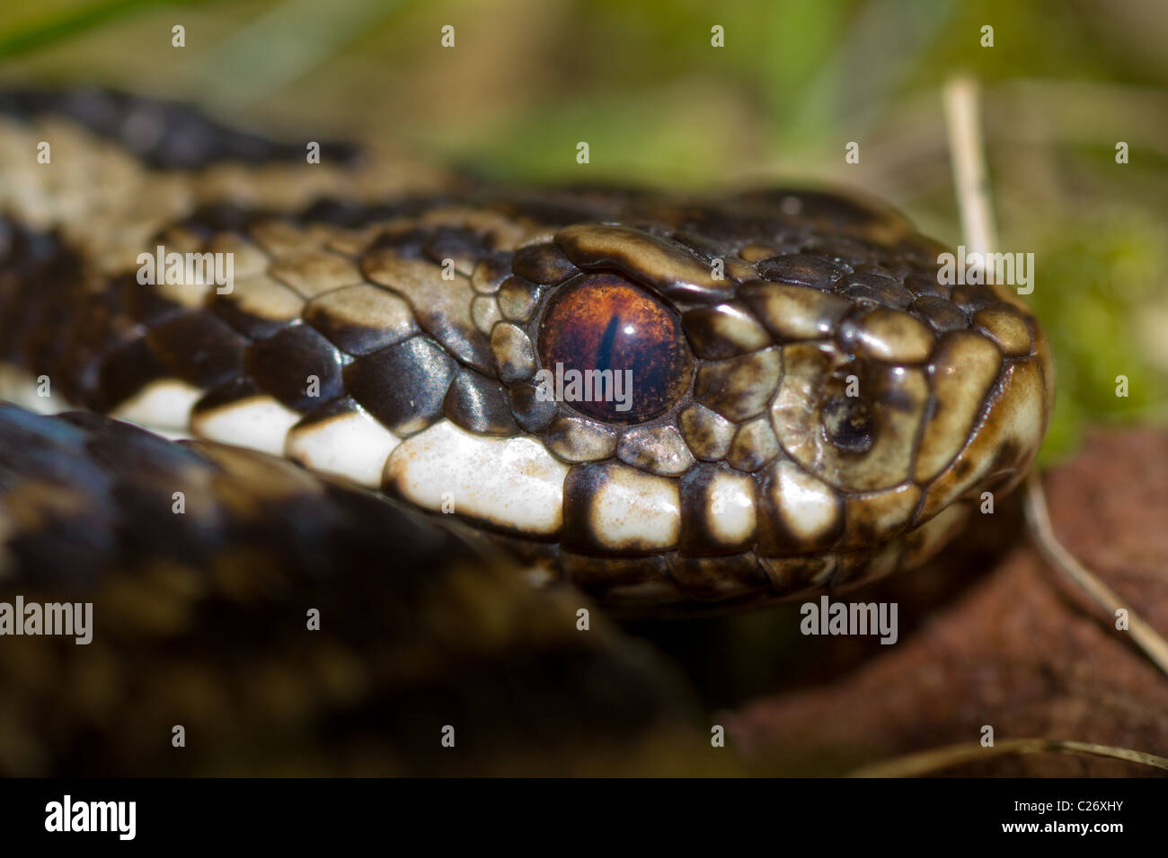 Adder (Vipera berus) - Venomous British snake Stock Photo