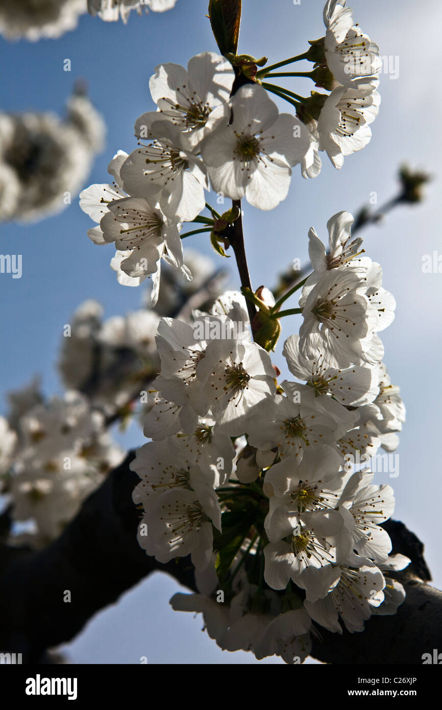 Cherry blossom trees in june hi-res stock photography and images - Alamy