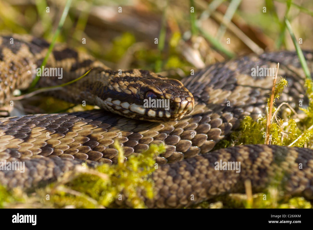 Adder (Vipera berus)  - venomous British snake Stock Photo